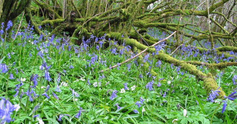 Bluebells in hazel woodland