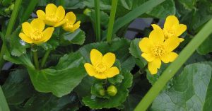 Marsh Marigold flowers