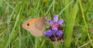 Meadow brown butterfly on self-heal