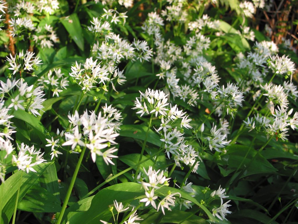 Wild garlic flowers