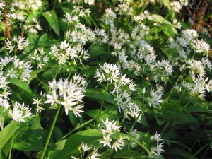 Wild garlic flowers