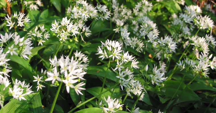 Wild garlic flowers