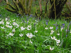 Wood anemone in a hazel woodland