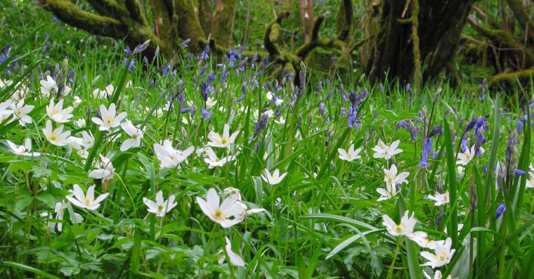 Wood anemone in a hazel woodland