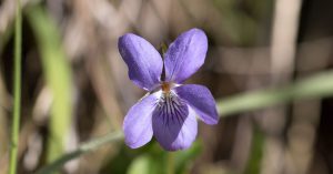 Common Dog-violet flower in late April