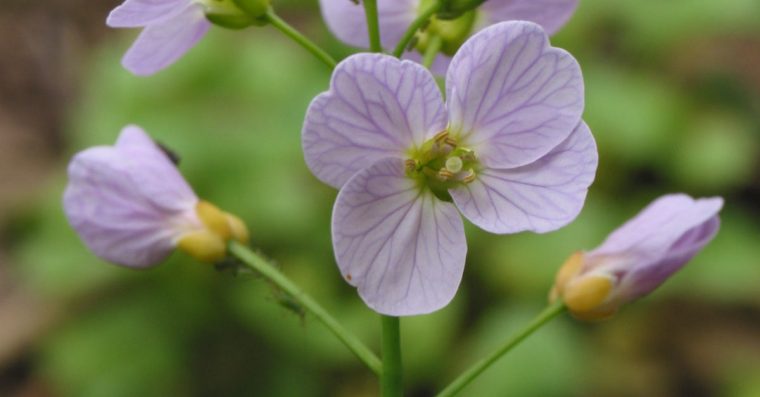 Cuckooflower flowers close up