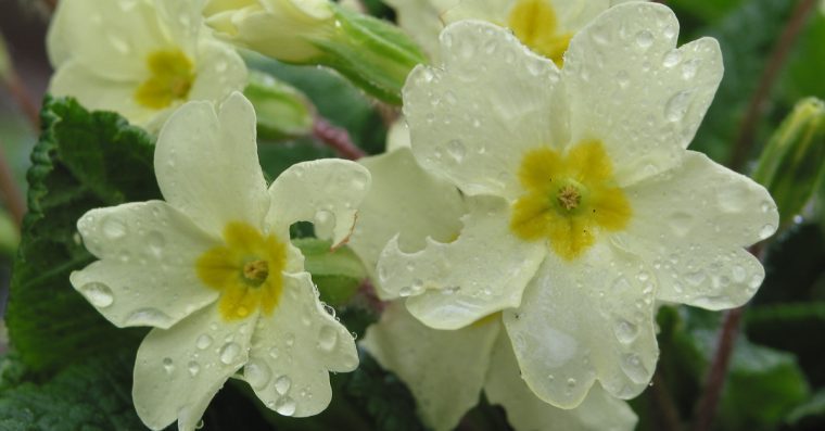 Primrose flowers