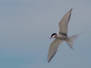 Arctic tern in flight