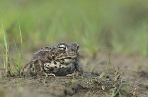 Natterjack toad - Bufo calamita