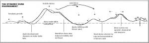 Sketch of the dynamic sand dune environment
