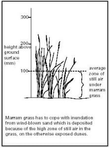 Schematic of Marram grass and how it catches sand