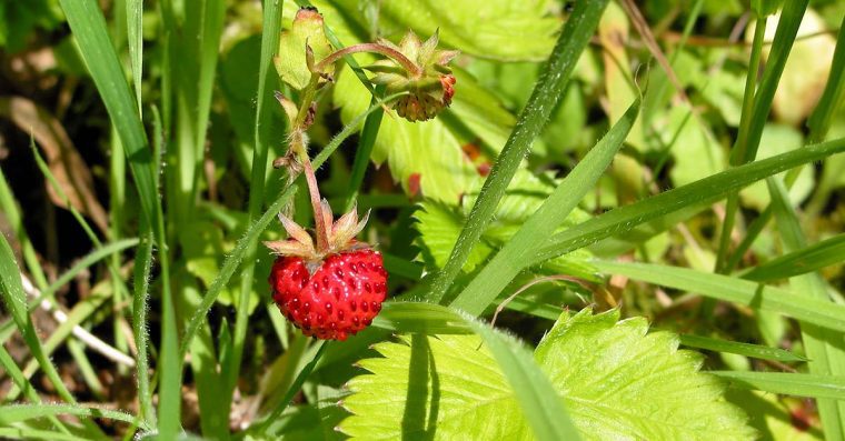 Wild Strawberry fruits