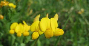 Bird's-foot-trefoil flowers