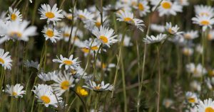 Ox-eye Daisy flowers