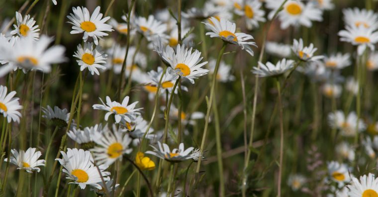 Ox-eye Daisy flowers