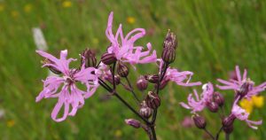Ragged-robin flowers