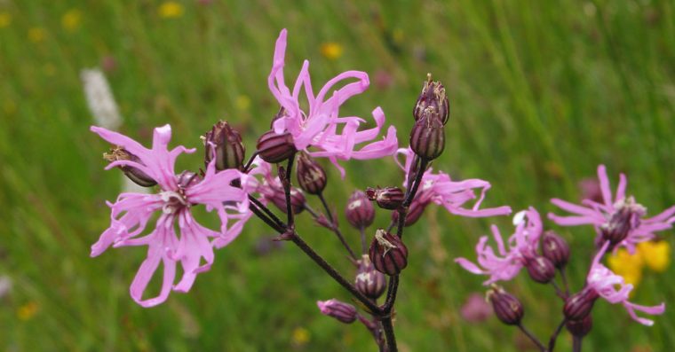 Ragged-robin flowers