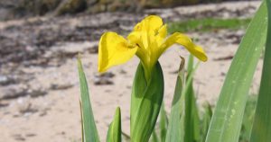 Yellow Flag flowers