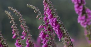 Foxglove flowers
