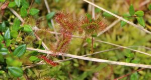 Sundew - a carnivorous bog plant