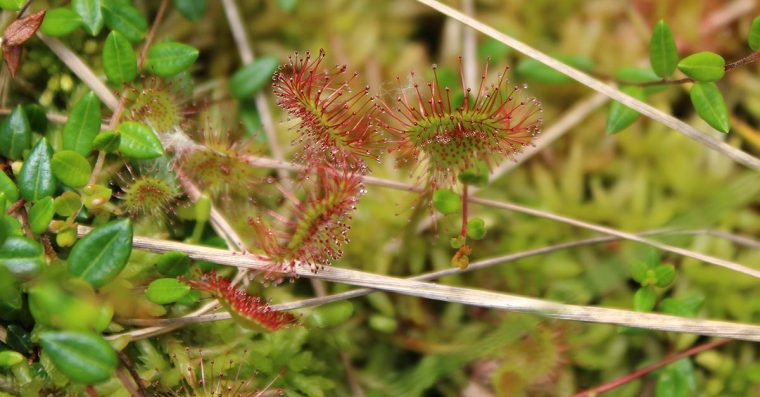 Sundew - a carnivorous bog plant