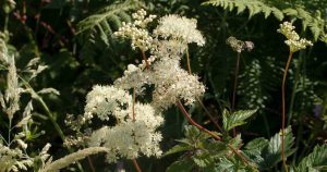 Meadowsweet flowers