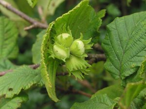 Hazelnuts