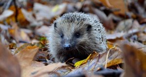 A hedgehog in dry leaves
