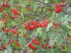 Rowan berries
