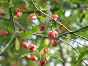 Spindle fruits