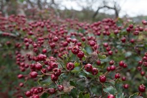 Hawthorn berries