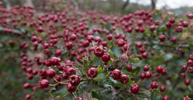 Hawthorn berries