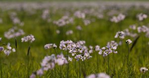 A field full of cuckooflower in spring