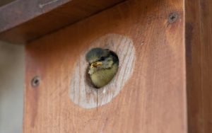 Blue tit chick peering out of a nest box