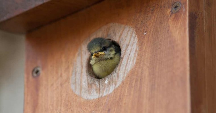 Blue tit chick peering out of a nest box