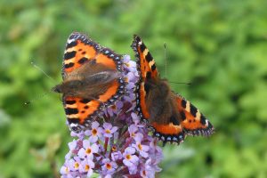 Small tortoiseshell butterflies on a buddleja flower