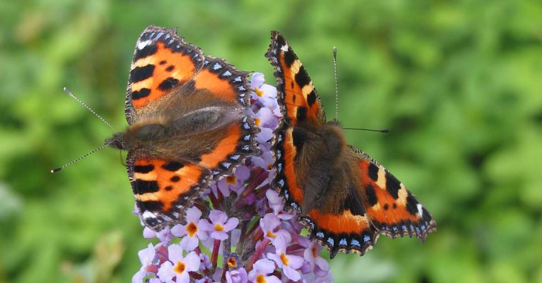 Small tortoiseshell butterflies on a buddleja flower