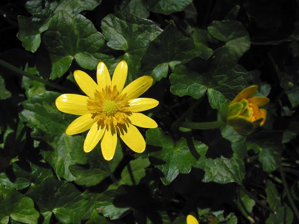 Lesser celandine
