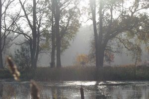 Mature trees growing by water