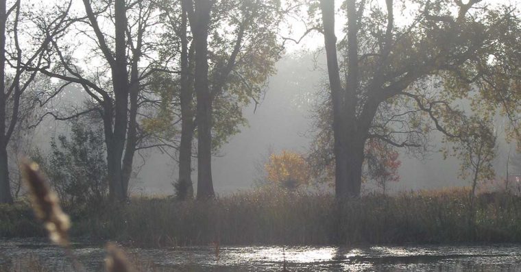 Mature trees growing by water