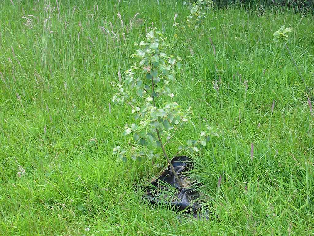 A young birch tree one year after planting