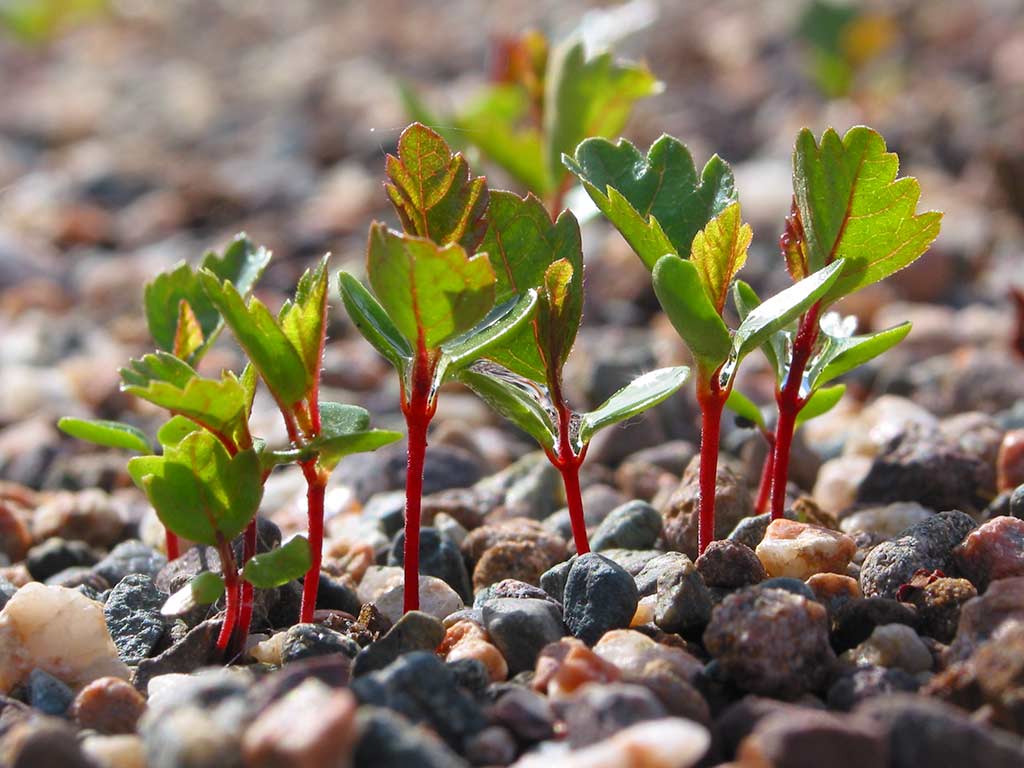 Young hawthorn seedlings growing in a nursery