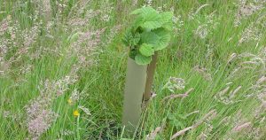 Young hazel tree growing in long grass protected be a tree guard