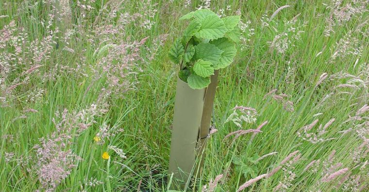 Young hazel tree growing in long grass protected be a tree guard