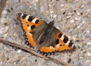 Small tortoiseshell butterfly
