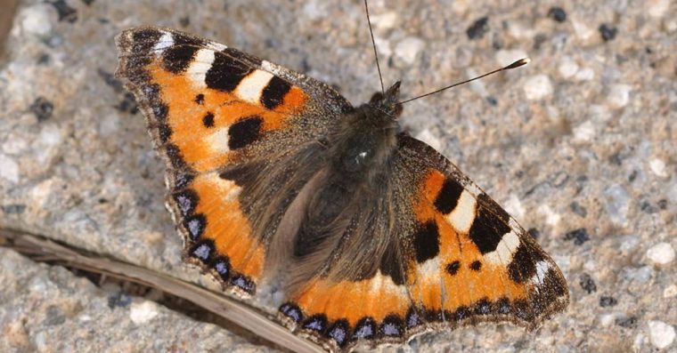 Small tortoiseshell butterfly