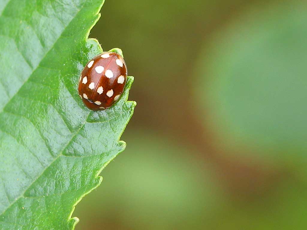 Cream-spot ladybird on an alder leaf