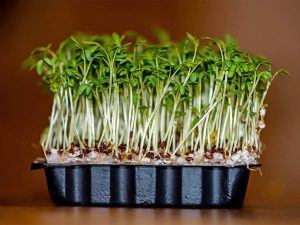 Cress in a plastic tray