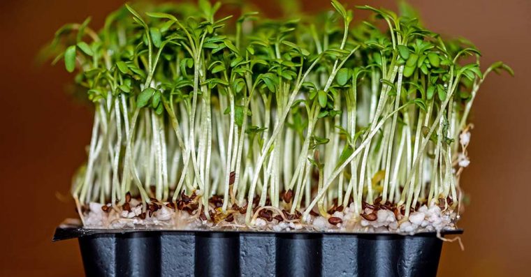 Cress in a plastic tray