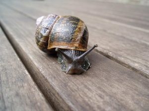 A garden snail on a bench
